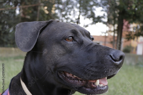 Canvastavla dulce sweet nala dogs lucas