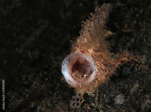 Hairy frogfish  (Antennarius striatus). Picture was taken in  Lembeh strait, Indonesia photo