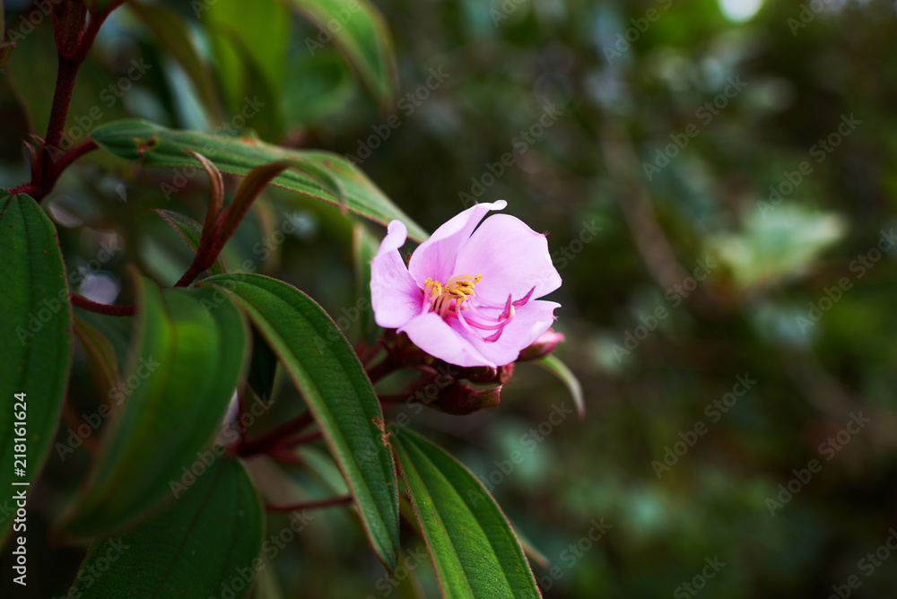 Macro photo with a decorative texture wild flower with petals in shades of pink colors on green blurred background as the source for design, advertising, print. Summer flower. Natural background. Macro photo with a decorative texture wild flower with petals in shades of pink colors on green blurred background as the source for design, advertising, print. Summer flower. Natural background.