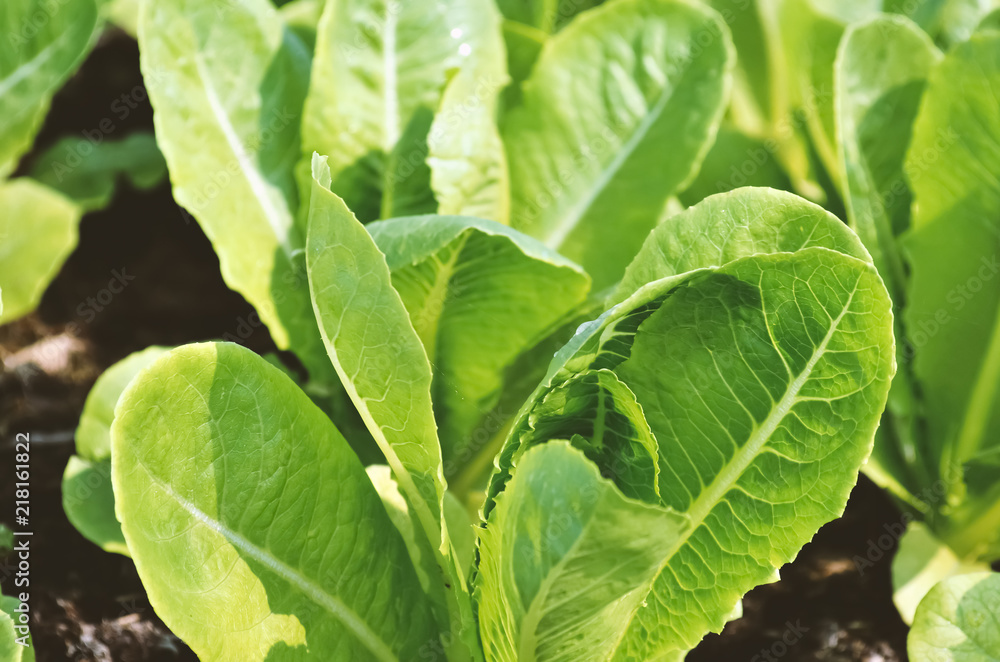 green lettuce, salad in vegetable plot, food organic concept green lettuce, salad in vegetable plot, food organic concept