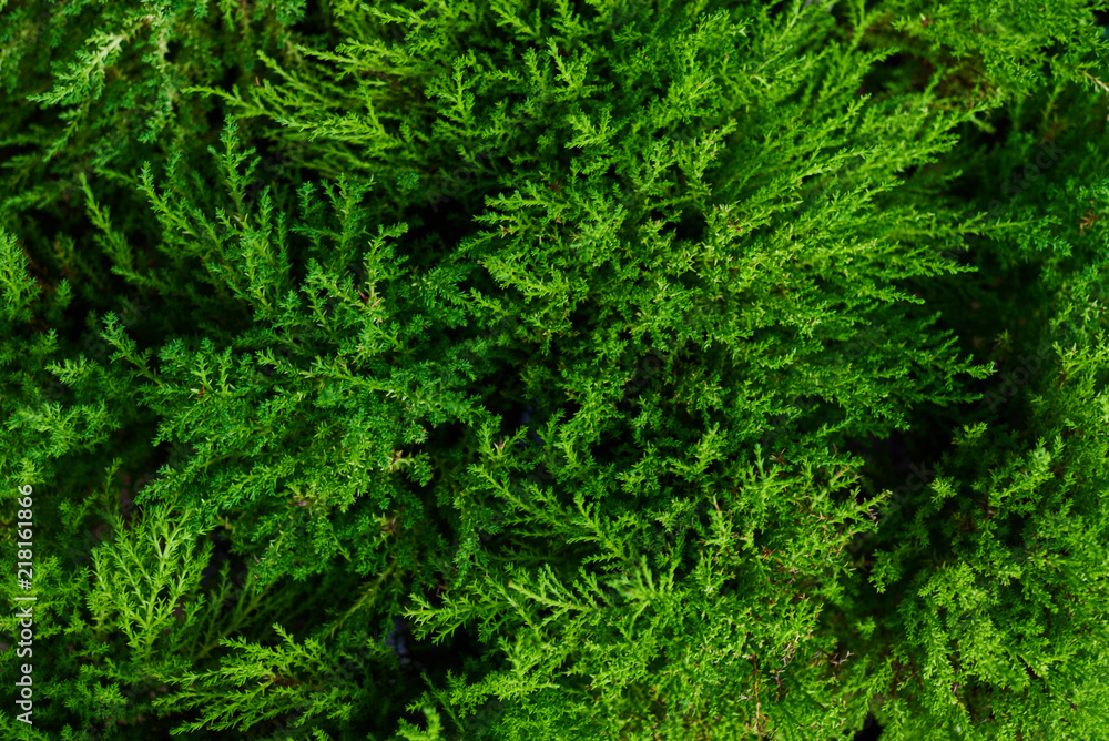 Leaves and branches with raindrops. Green foliage of a healthy plant glistening with raindrops. Green leaf represents the perfection of nature and freshness. Amazing nature background. Soft focus.