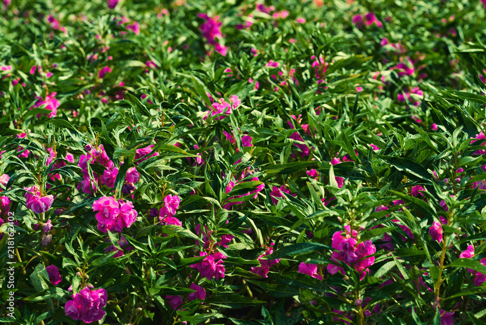 Bright beautiful summer floral background. Floral field. Meadow landscape. Spring grass background with violet flowers and grass. Abundance of blooming flowers on the meadow at spring time.