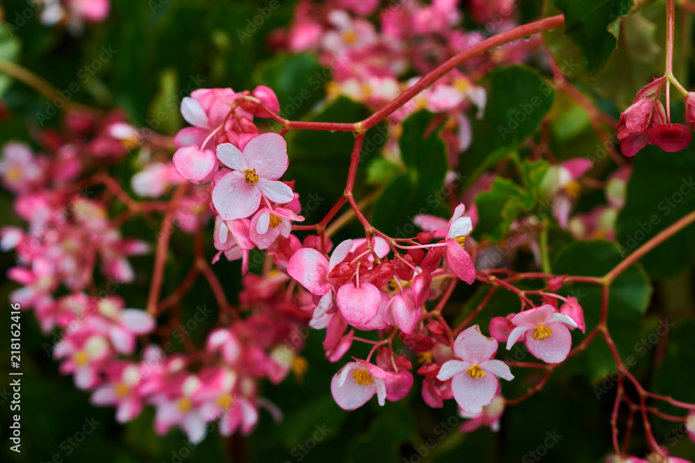 Obraz premium Summer or spring floral background. Beautiful coral begonia growing in the tropical garden on sunny summer day. Selective focus picture of pink flowers on tree with green garden at background.