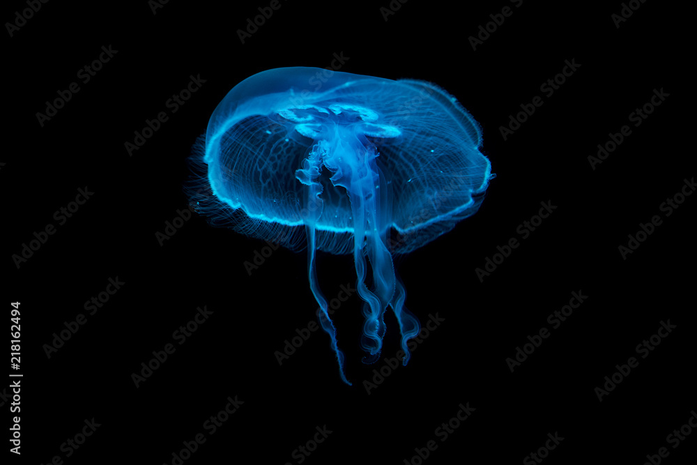 Obraz premium Meduza unosząca się w wodzie
