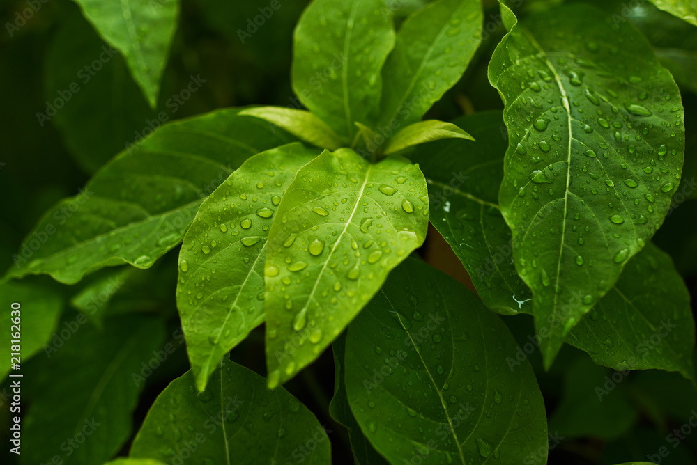 Tree leaves and branches with raindrops. Green foliage of a healthy plant glistening with raindrops. Green leaf represents the perfection of nature and freshness. Amazing nature background or banner. Tree leaves and branches with raindrops. Green foliage of a healthy plant glistening with raindrops. Green leaf represents the perfection of nature and freshness. Amazing nature background or banner.