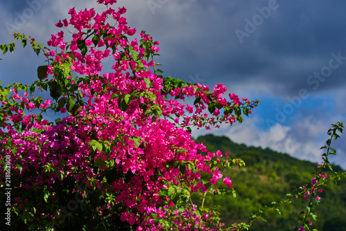 Blooming bougainvillea. Colorful flowers in nature. Pink flowers on a blue sky background. Summer blooming bright flowers festive background. Amazing background with tropical flowers. Selective focus.