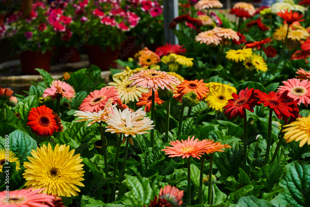 Many Gerbera Daisy in a greenhouse. Production and cultivation flowers. Gerbera plantation. Gardening. Garden center. Summer blossoming bright flowers, festive background. Fresh flowers. Many Gerbera Daisy in a greenhouse. Production and cultivation flowers. Gerbera plantation. Gardening. Garden center. Summer blossoming bright flowers, festive background. Fresh flowers.