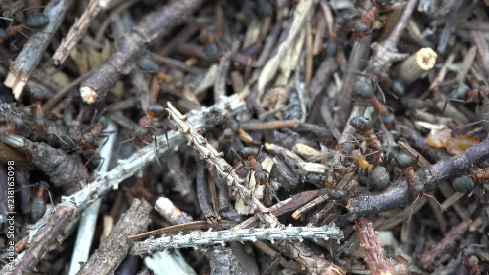 Big anthill in the woods. Big anthill with colony of ants in summer forest. Ants on the anthill in the woods closeup, macro Big anthill in the woods. Big anthill with colony of ants in summer forest. Ants on the anthill in the woods closeup, macro