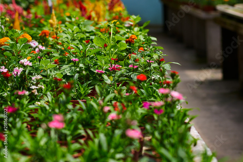 Flowers in the orangery. Cultivation of various colorful flowers in a greenhouse. Beautiful flowers at shop. Gardening. Colorful variety of flowers in a greenhouse. Summer colorful background.