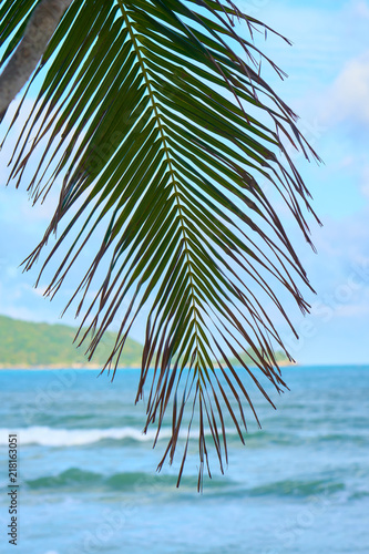 Palm tree leaves in front of ocean waves. Tropical beach.Beautiful travel destination. Nature background.