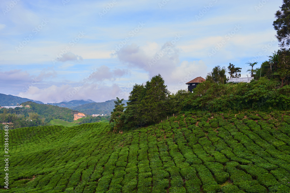 Tea plantation in  forest in the early morning with white fog after heavy rain. Tea field in green forest on mountain with white fog far away. Fog on the mountain. Natural landscape background..