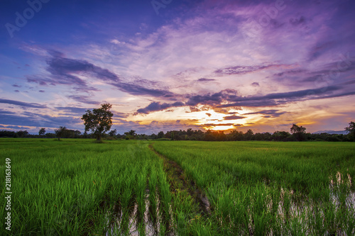 Landscape of paddy in Thailand at sunset