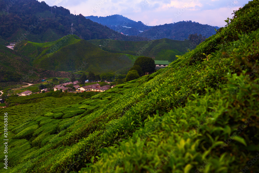 Green tea plantation in the morning, Cameron highlands, Malaysia. Lush fields of terraced farm. Nature background. Amazing landscape view of tea plantation in sunset or sunrise time. Selective focus.