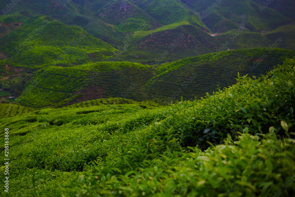 Green tea plantation in the morning, Cameron highlands, Malaysia. The lush fields of a terraced farm. Nature background. Amazing landscape view of tea plantation in sunset or sunrise time. Fresh air.