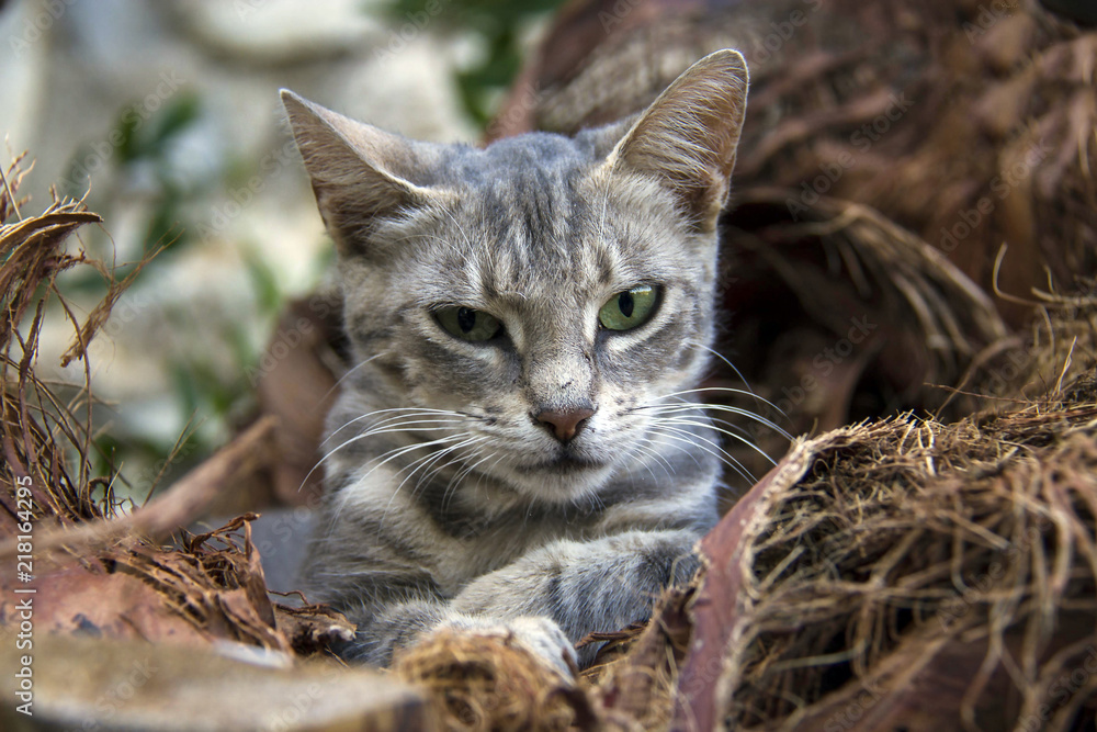 grey cat grey cat