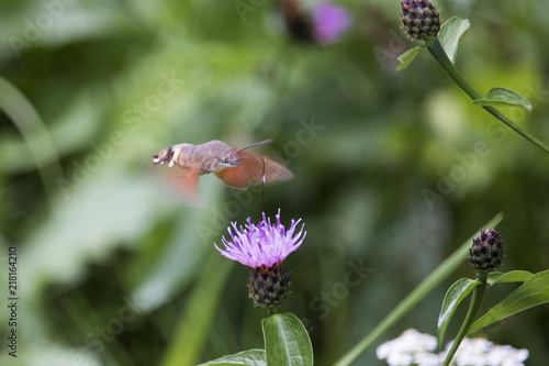 Beautiful capture of isolated flying Lepidoptera Sphingidae