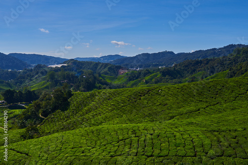 Beautiful view of Cameron Highland tea plantation during bright sunny day. View on an agricultural mountain of organic tea plantation. Hilly landscape. Tea field, farm. Agricultural industry concept.
