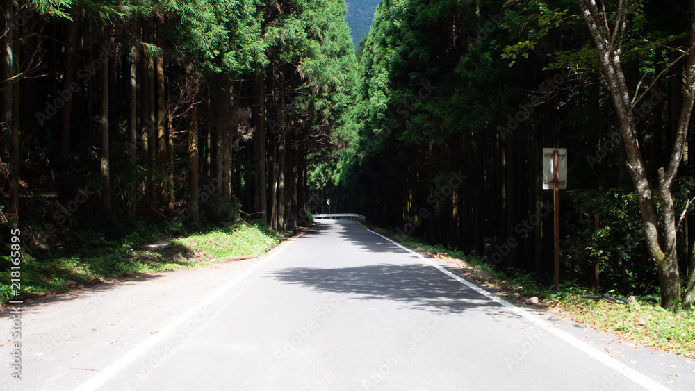 Obraz premium 森の中の一本筋