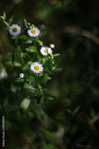Small white small flowers on high stems closeup