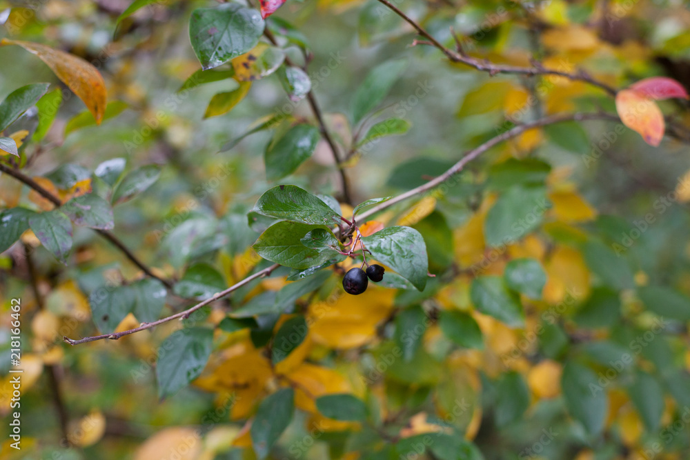 Nature. Autumn. Yellowed foliage in autumn Park Nature. Autumn. Yellowed foliage in autumn Park