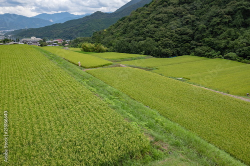 Landscape of countryside,green rice fields,Toon city,Ehime,Shikoku,Japan photo