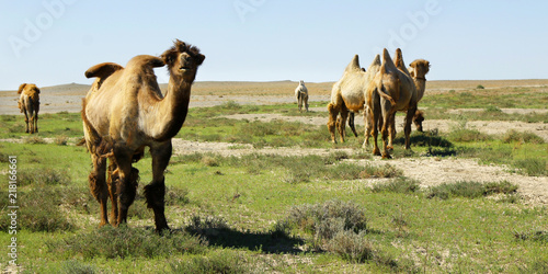 camel in the gobi desert in Mongolia