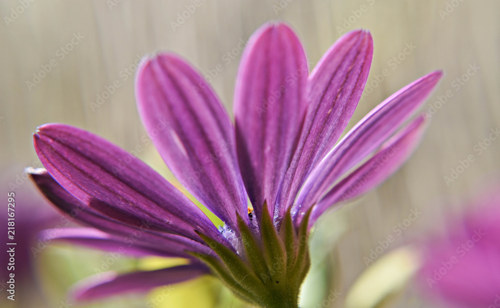 Closeup of beautiful pink African daisy whit fantastic light/ spring background/ morning light Closeup of beautiful pink African daisy whit fantastic light/ spring background/ morning light