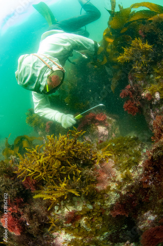 濁った海中でアワビを探す白い磯着の海女