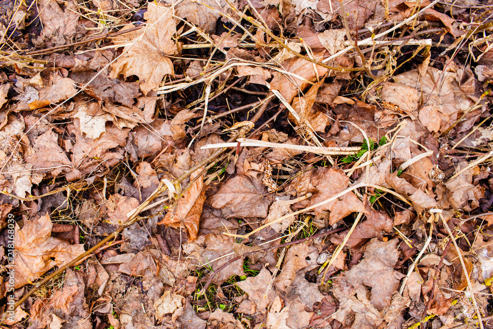 Dry maple leaves on the ground texture Dry maple leaves on the ground texture