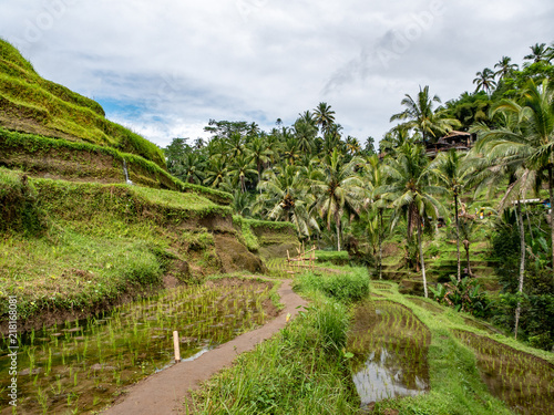 Rice terraces in Tegallalang  Ubud  Bali  Indonesia Asia