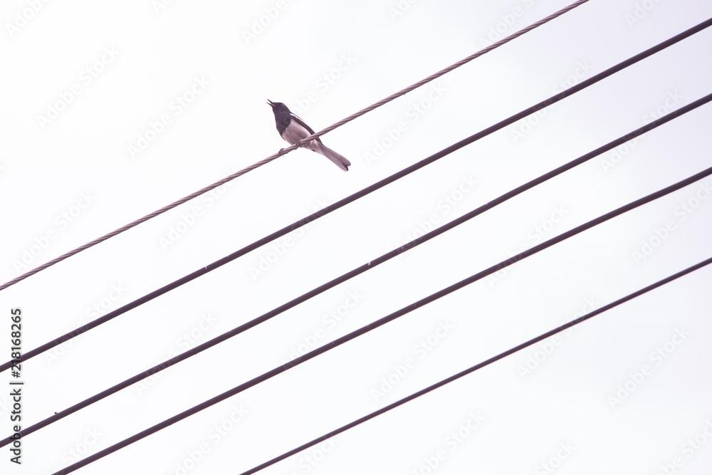 A lone bird sits on power cable lines, like a note on a musical camp. on a white background. A lone bird sits on power cable lines, like a note on a musical camp. on a white background.