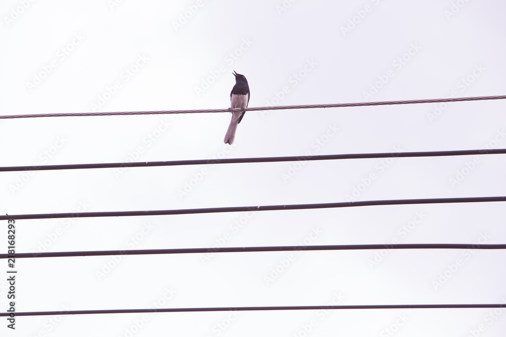 A lone bird sits on power cable lines, like a note on a musical camp. on a white background. A lone bird sits on power cable lines, like a note on a musical camp. on a white background.