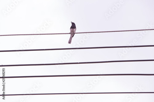 A lone bird sits on power cable lines, like a note on a musical camp. on a white background.