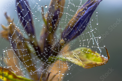 water drops from nature