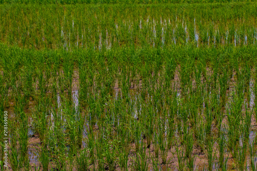 The countryside rice in the field The countryside rice in the field