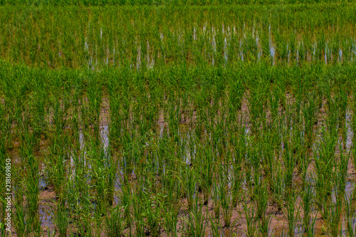 The countryside rice in the field