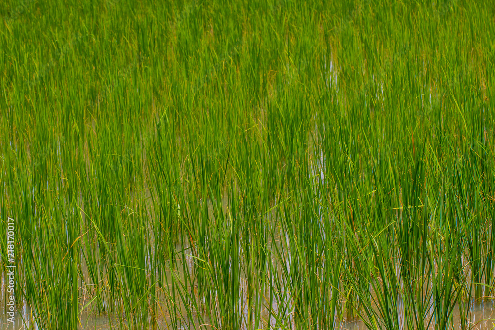 The countryside rice in the field