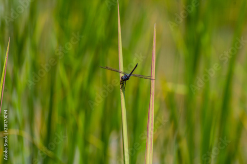 The countryside rice in the field