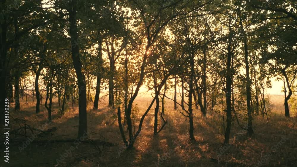 Sunset in an oak forest. Autumn forest at sunset. Video in motion Sunset in an oak forest. Autumn forest at sunset. Video in motion
