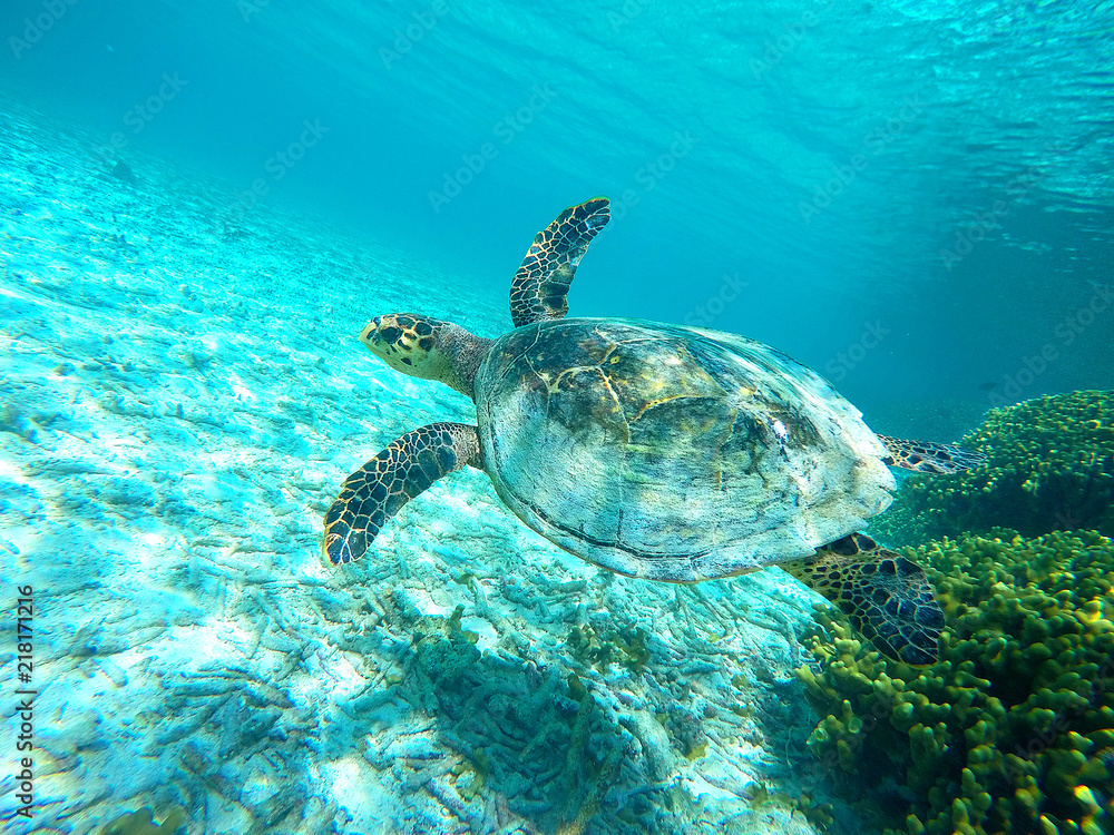 Obraz premium turtle soars in water