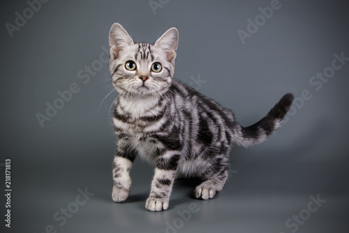 Wallpaper Mural American shorthair cat on colored backgrounds Torontodigital.ca