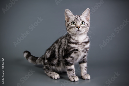 Slika na platnu American shorthair cat on colored backgrounds