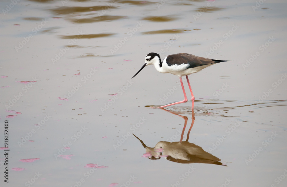 Obraz premium Peruvian stilt