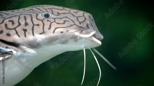 Tiger sorubim (Pseudoplatystoma tigrinum) close up photo