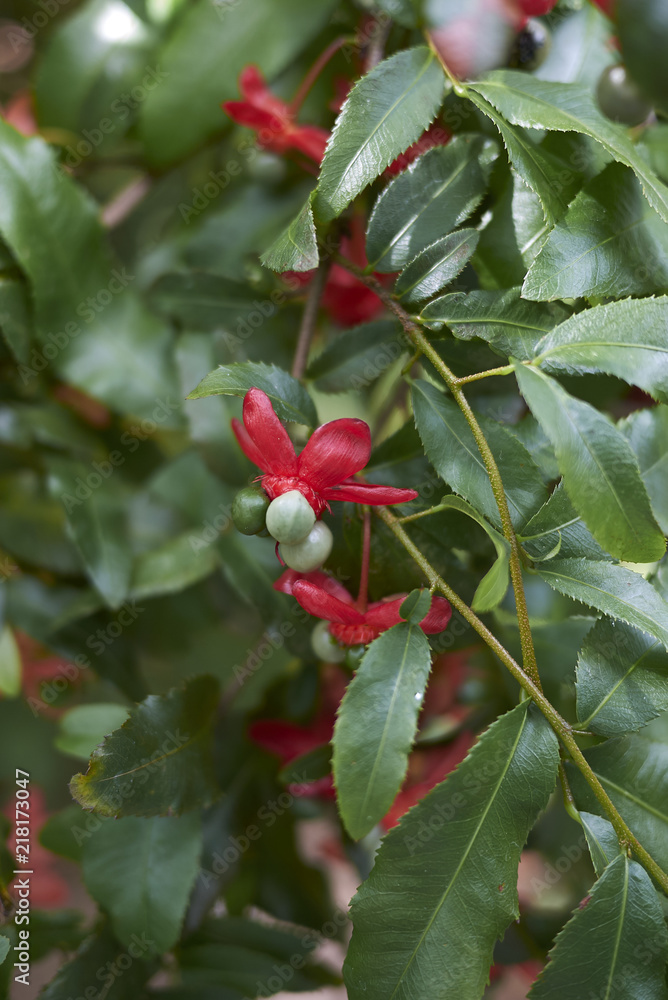 Obraz premium Ochna serrulata
