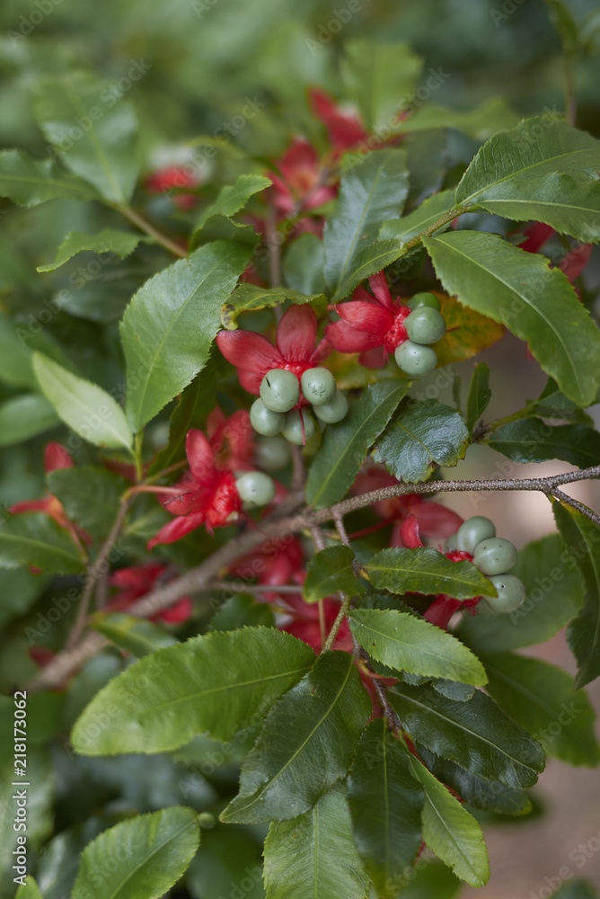 Fototapeta premium Ochna serrulata