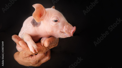 wunderschönes Schweine Bild, Schweinchen in der Hand, schwarzer Hintergrund, schaut nach rechts, Ferkel, Schwein