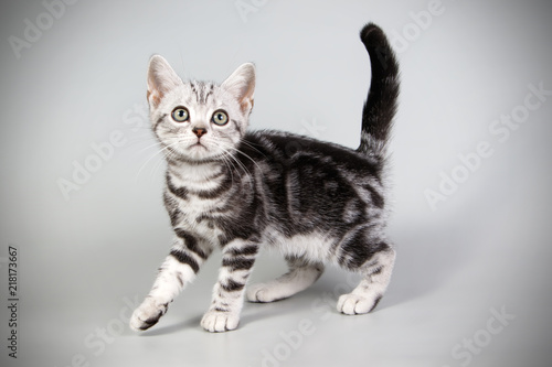 American shorthair cat on colored backgrounds