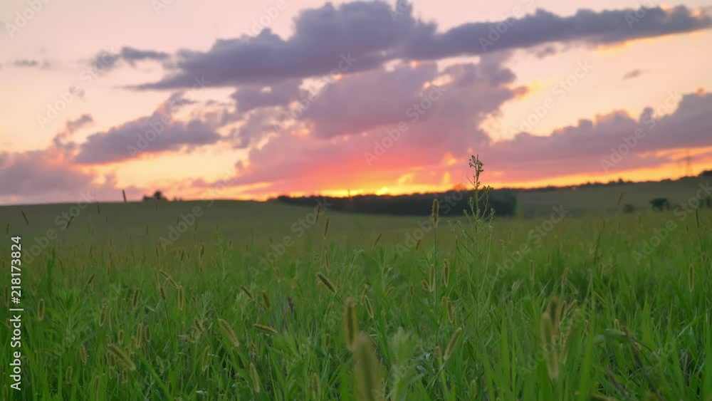 Beautiful pink sunset above wheat or rye field, amazing sky with clouds Beautiful pink sunset above wheat or rye field, amazing sky with clouds
