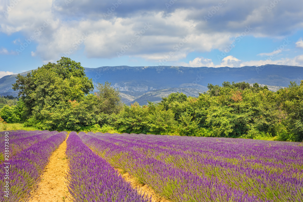 .Fields of lavender against the backdrop of mountains in the valleys of Provence. France. Focus concept.